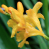 Crocosmia Paul's best yellow - abriachan nurseries